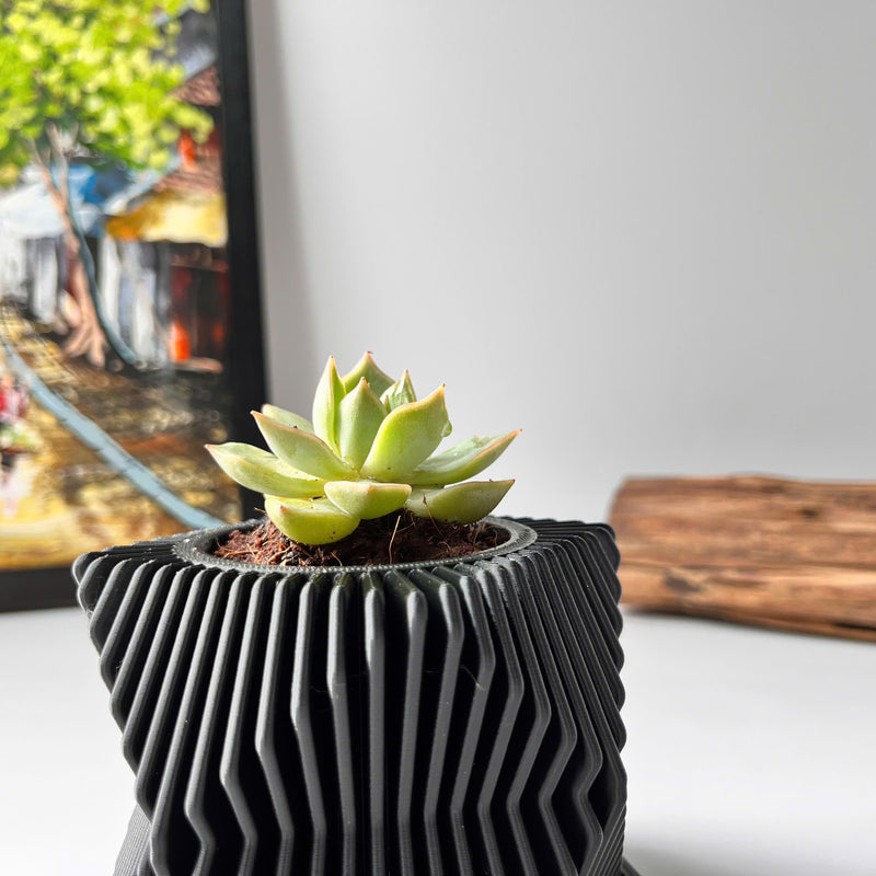 Live Succulents Plants in Geometric plant pot - Live Succulents Randomly Picked