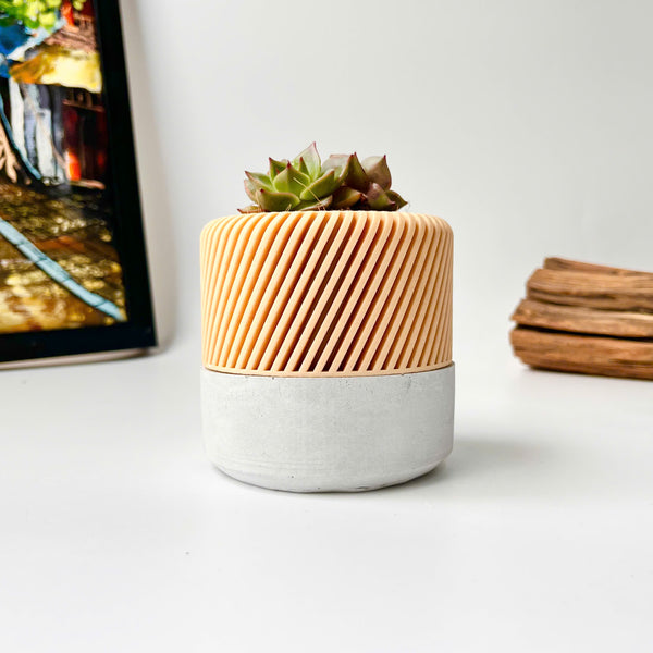 Succulent Planter with Hidden Drip Tray - Live Succulents Randomly Picked