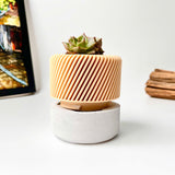 Succulent Planter with Hidden Drip Tray - Live Succulents Randomly Picked