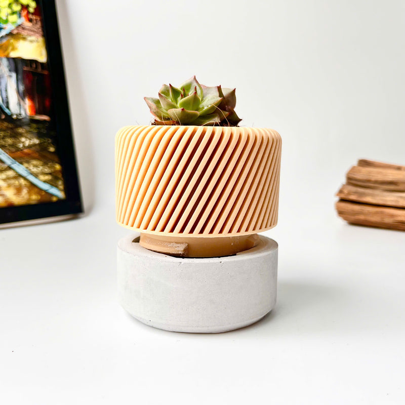 Succulent Planter with Hidden Drip Tray - Live Succulents Randomly Picked