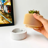Succulent Planter with Hidden Drip Tray - Live Succulents Randomly Picked
