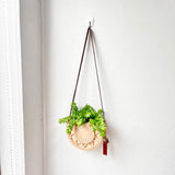 Sedum Donkey's Tail Succulent in Unique Wall Planter Succulent Plant with Hanger