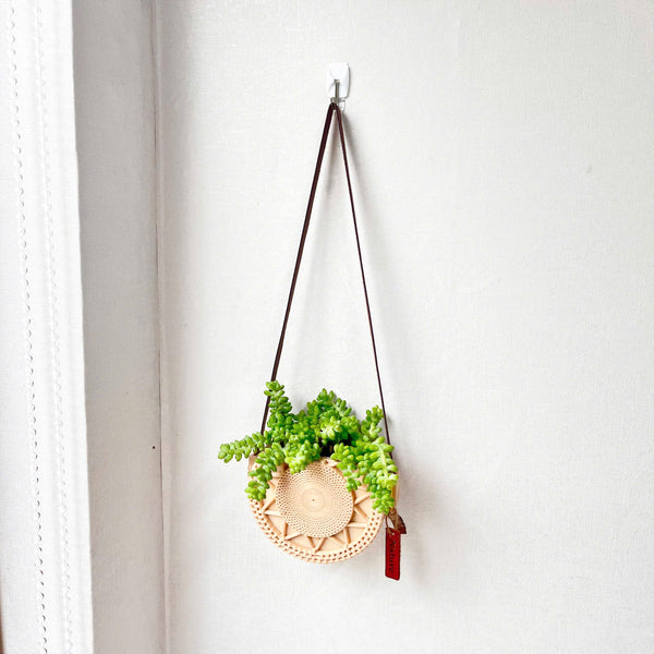 Sedum Donkey's Tail Succulent in Unique Wall Planter Succulent Plant with Hanger