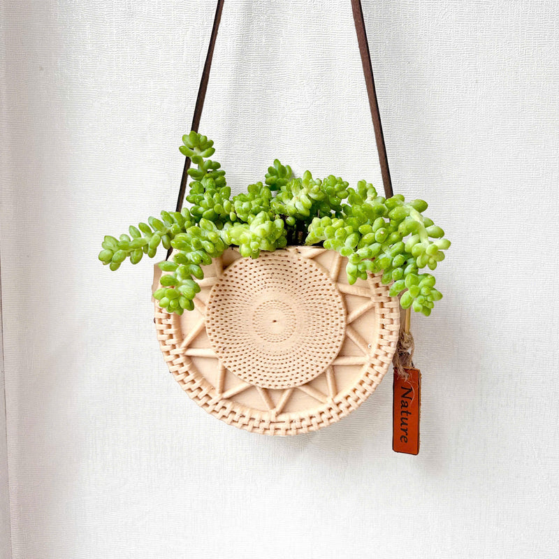 Sedum Donkey's Tail Succulent in Unique Wall Planter Succulent Plant with Hanger