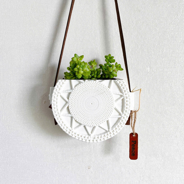 Sedum Donkey's Tail Succulent in Decorative Wall Hanging Planter