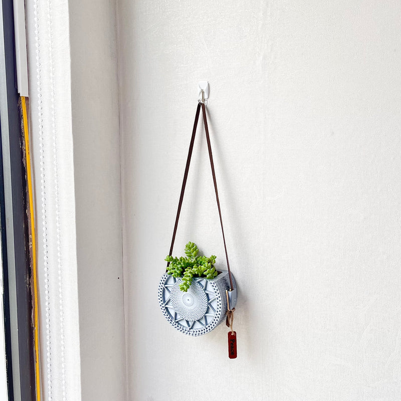Sedum Donkey's Tail Succulent with Stylish Hanging Wall Display