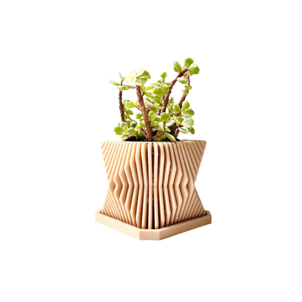 Elephant Bush Succulent in A Modern Planter with A Drainage Tray