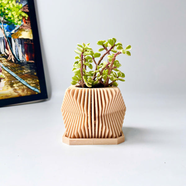 Elephant Bush Succulent in A Modern Planter with A Drainage Tray