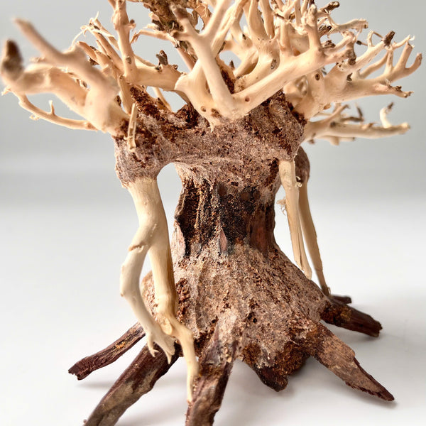 4" Bonsai Driftwood for Aquarium