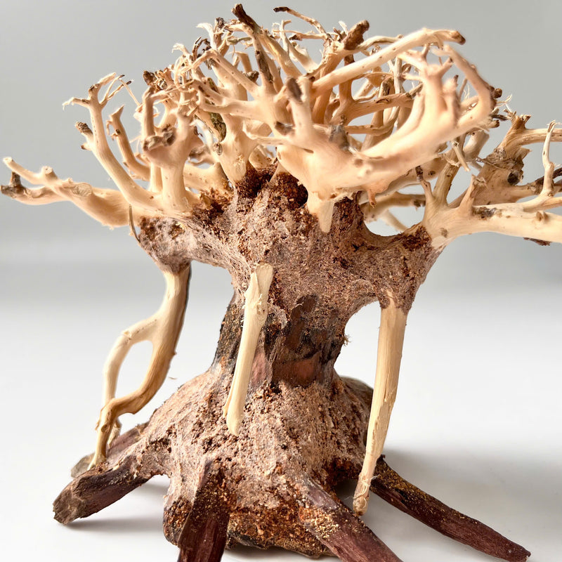 4" Bonsai Driftwood for Aquarium