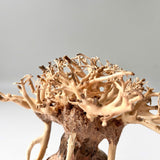 4" Bonsai Driftwood for Aquarium
