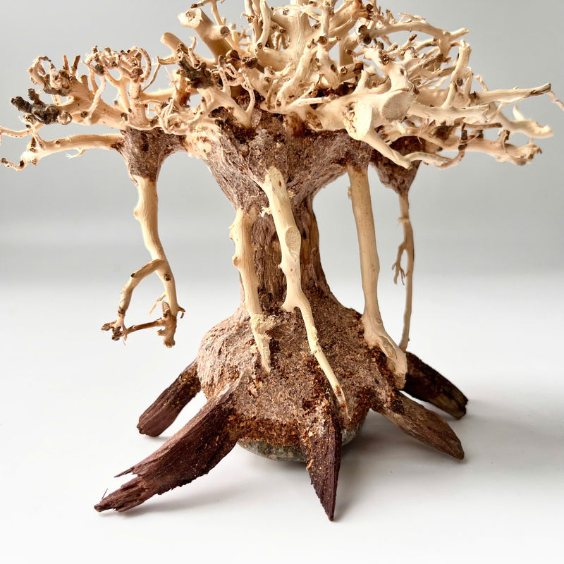 4" Bonsai Driftwood for Aquarium