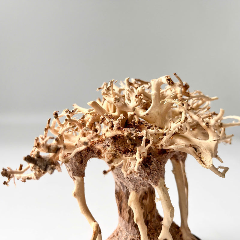 4" Bonsai Driftwood for Aquarium