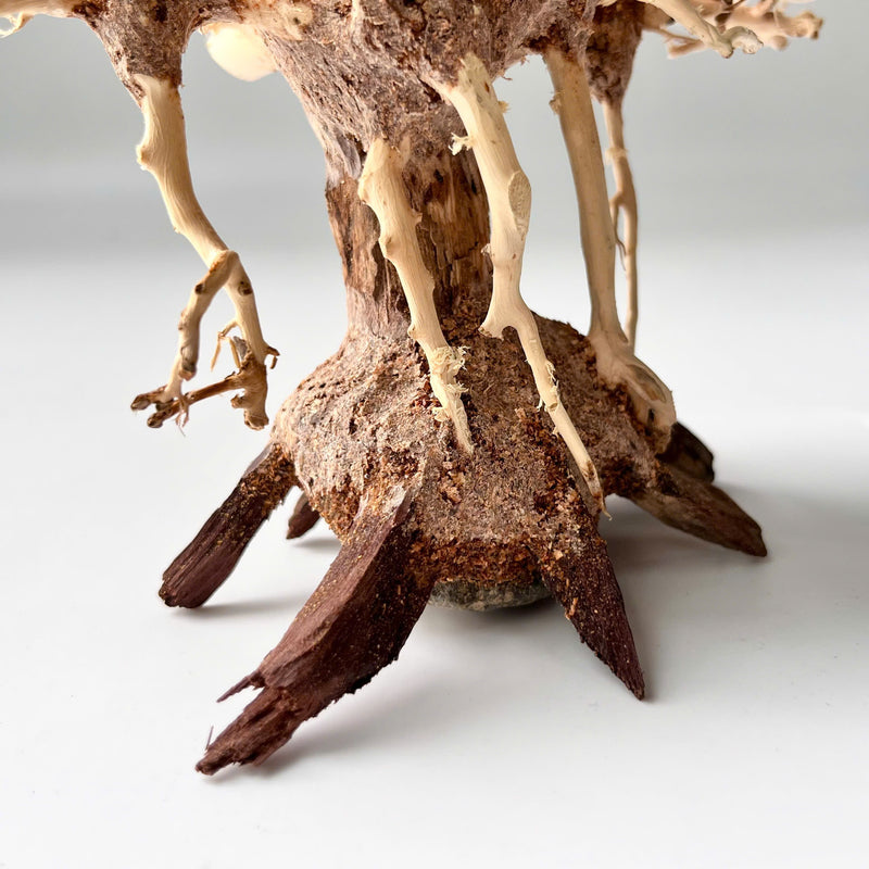 4" Bonsai Driftwood for Aquarium