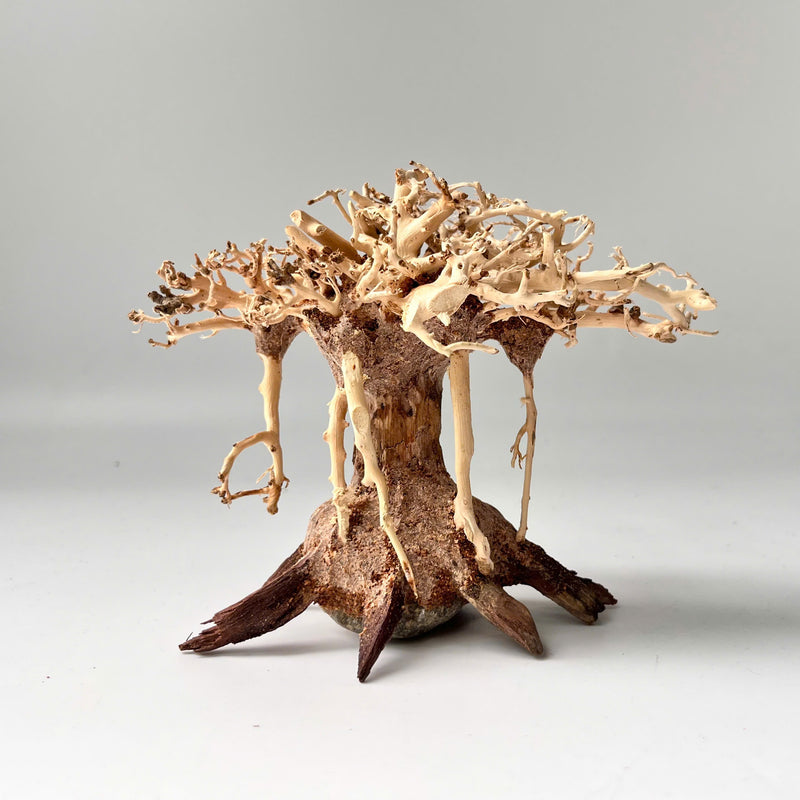 4" Bonsai Driftwood for Aquarium