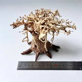 4" Bonsai Driftwood for Aquarium