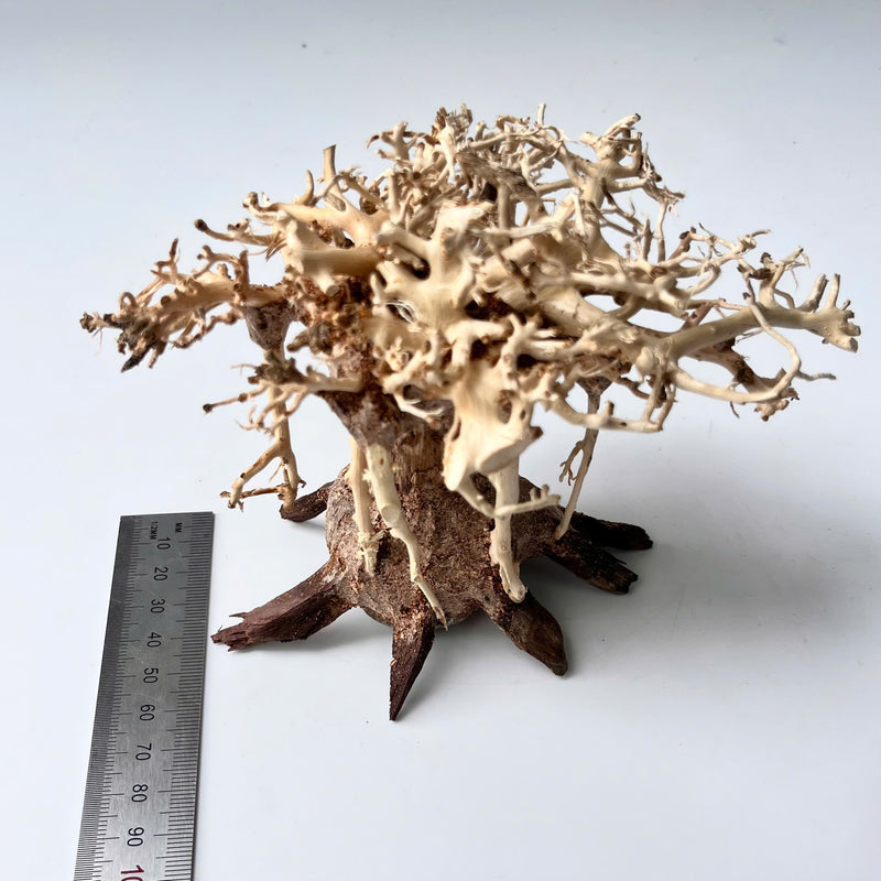 4" Bonsai Driftwood for Aquarium