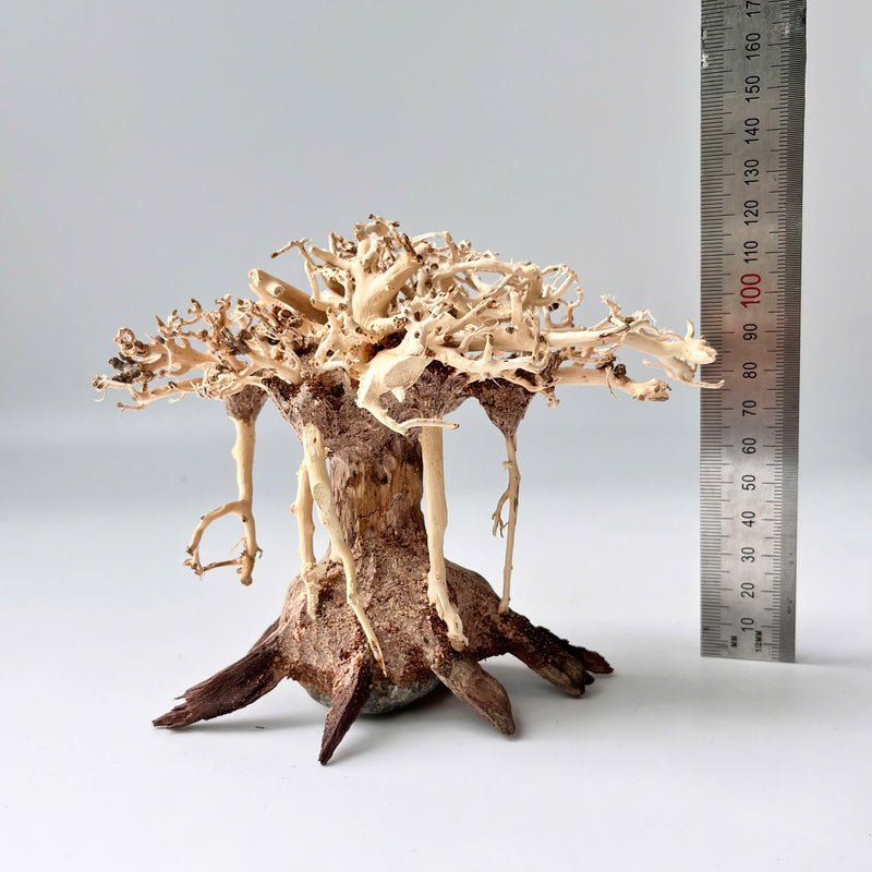 4" Bonsai Driftwood for Aquarium