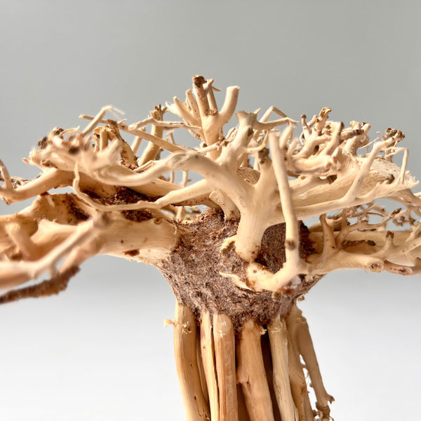 6" Bonsai Driftwood for Aquarium