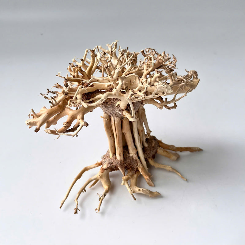 6" Bonsai Driftwood for Aquarium