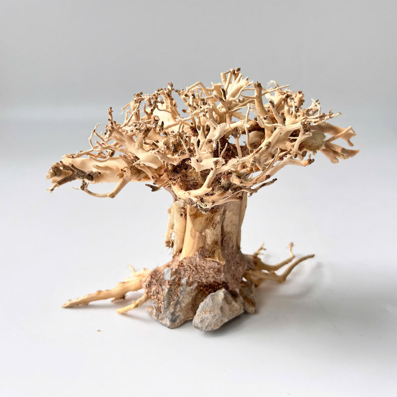 6" Bonsai Driftwood for Aquarium