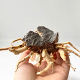 6" Bonsai Driftwood for Aquarium