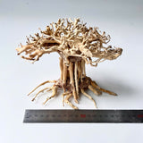 6" Bonsai Driftwood for Aquarium