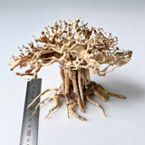 6" Bonsai Driftwood for Aquarium
