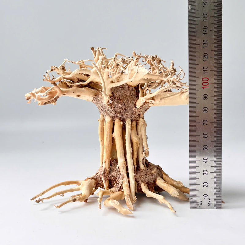 6" Bonsai Driftwood for Aquarium