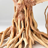 8" Driftwood Bonsai – Banyan Tree Style Decorative Sculpture