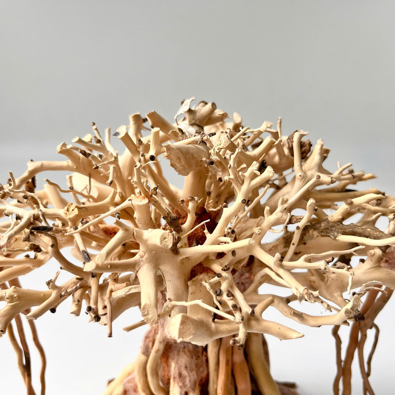 8" Driftwood Bonsai – Banyan Tree Style Decorative Sculpture