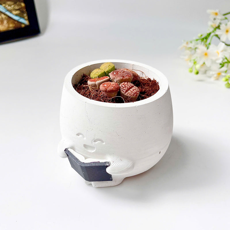 Lithops Living Stones Live Cactus in Smiling Reading Plant Pot