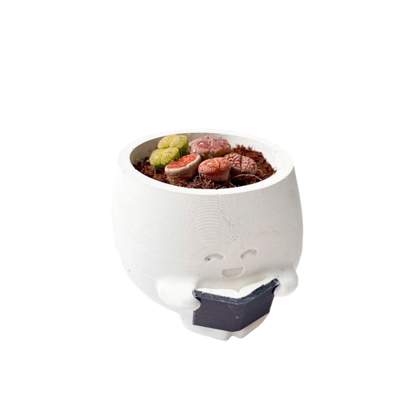 Lithops Living Stones Live Cactus in Smiling Reading Plant Pot