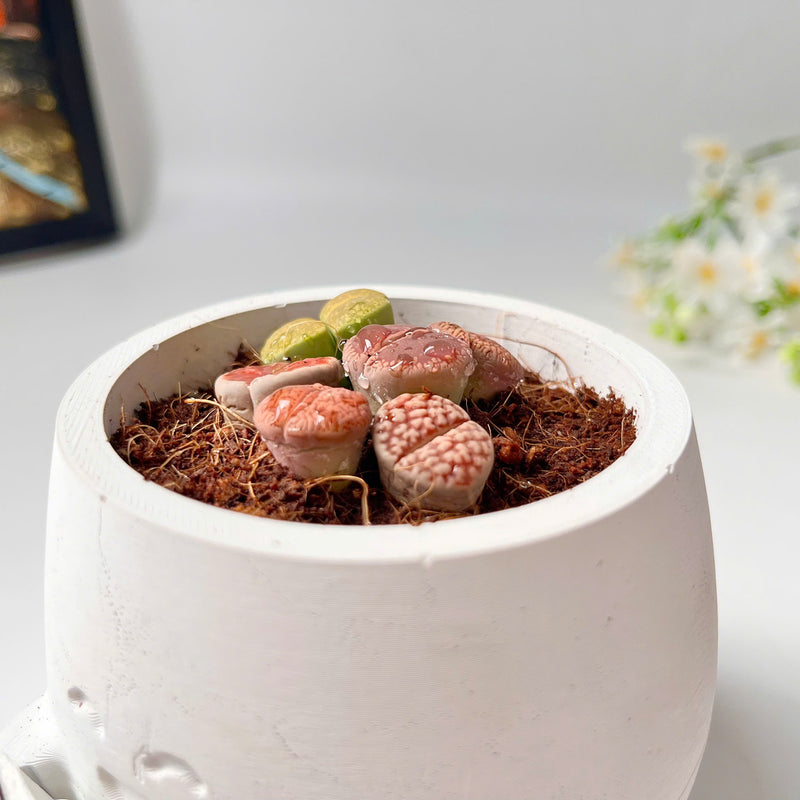 Lithops Living Stones Live Cactus in Smiling Reading Plant Pot