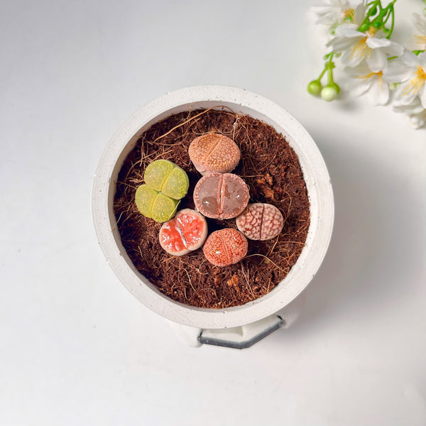Lithops Living Stones Live Cactus in Smiling Reading Plant Pot