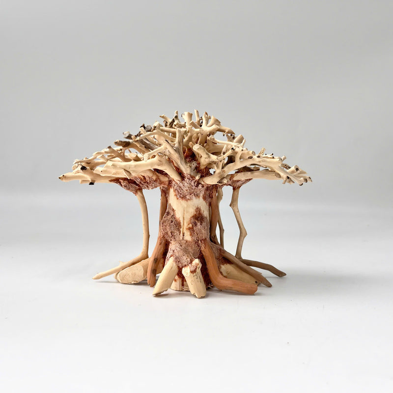 Natural Driftwood for Aquariums – Unique, Safe, and Decorative