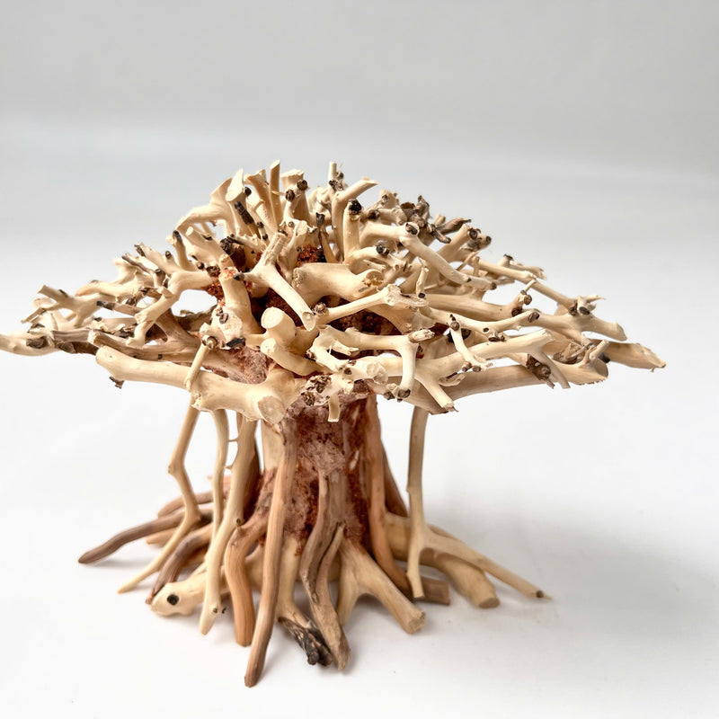 Natural Driftwood for Aquariums – Unique, Safe, and Decorative