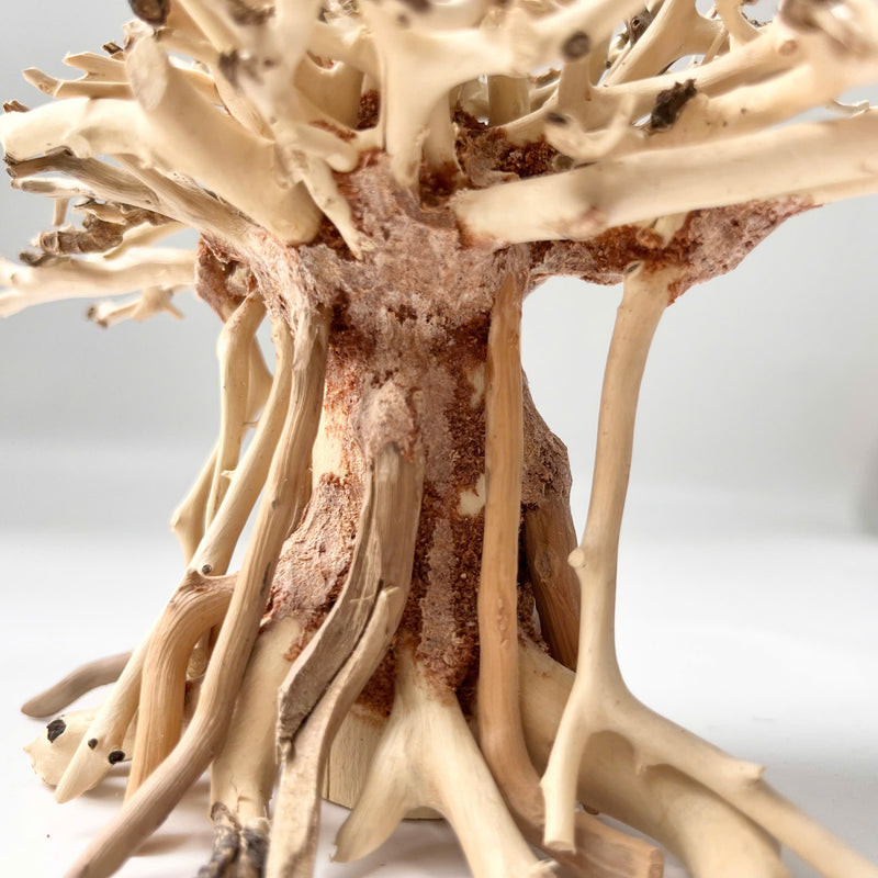 Natural Driftwood for Aquariums – Unique, Safe, and Decorative