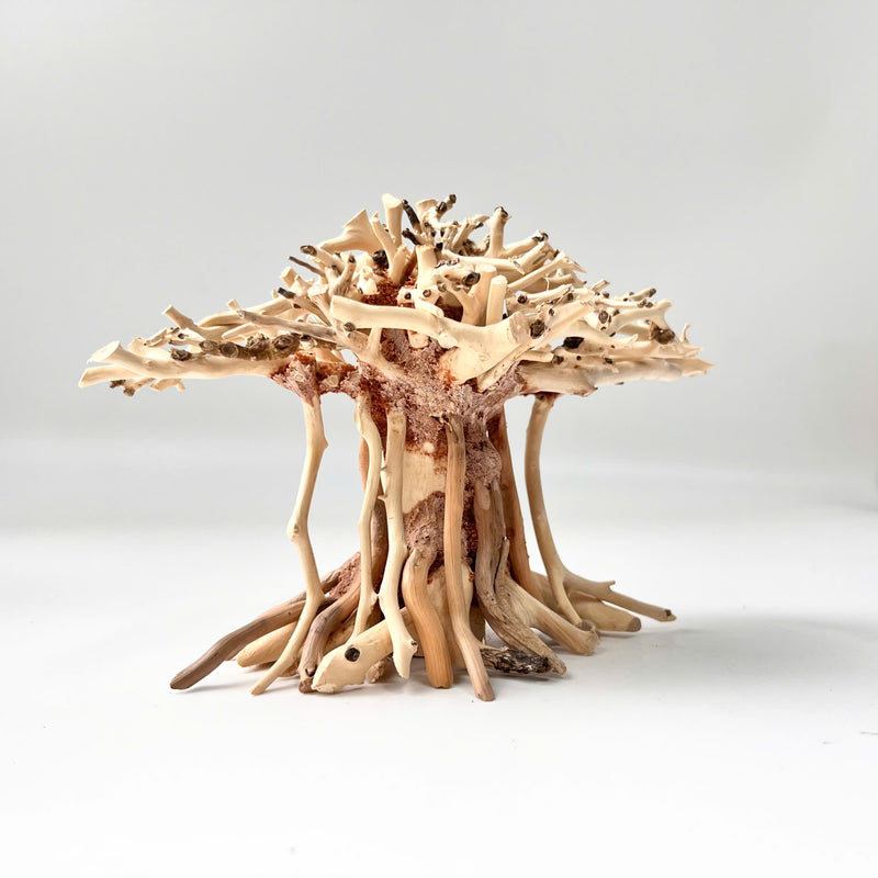 Natural Driftwood for Aquariums – Unique, Safe, and Decorative