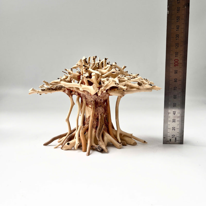 Natural Driftwood for Aquariums – Unique, Safe, and Decorative