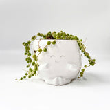 String Of Pearls (Senecio Rowleyanus) in Cheerful Reading Plant Pot