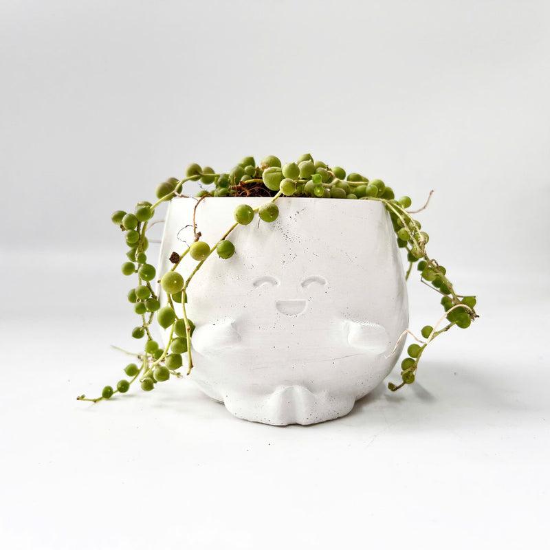 String Of Pearls (Senecio Rowleyanus) in Cheerful Reading Plant Pot