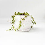 String Of Pearls (Senecio Rowleyanus) in Cheerful Reading Plant Pot