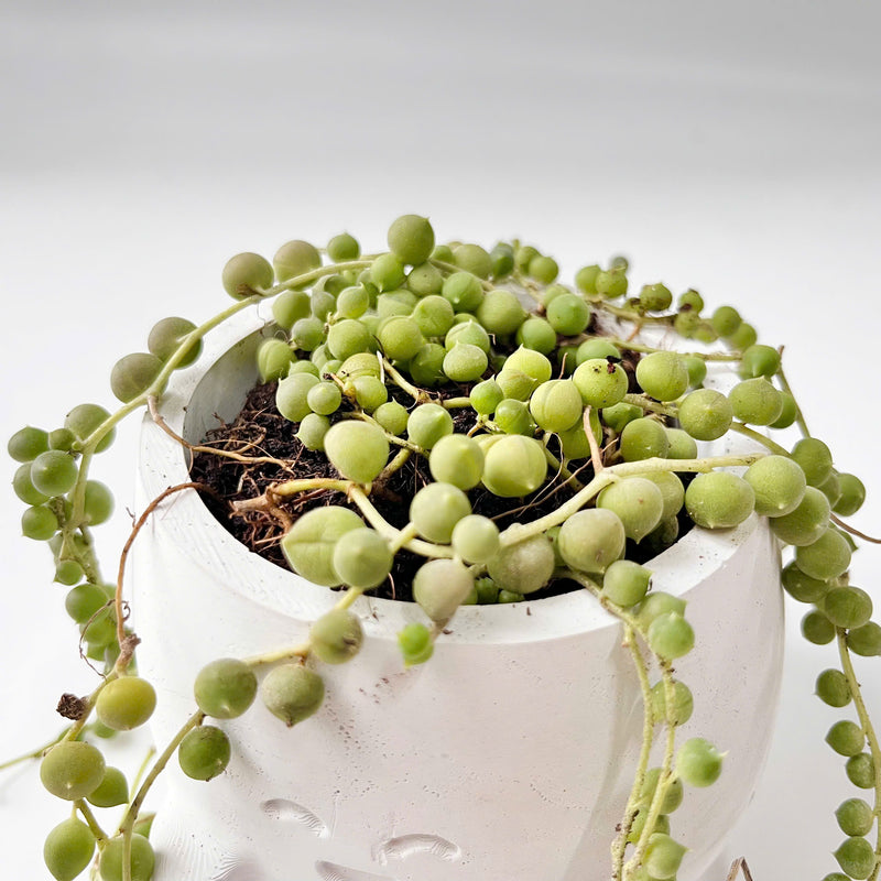 String Of Pearls (Senecio Rowleyanus) in Cheerful Reading Plant Pot