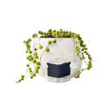 String Of Pearls (Senecio Rowleyanus) in Cheerful Reading Plant Pot