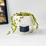 String Of Pearls (Senecio Rowleyanus) in Cheerful Reading Plant Pot