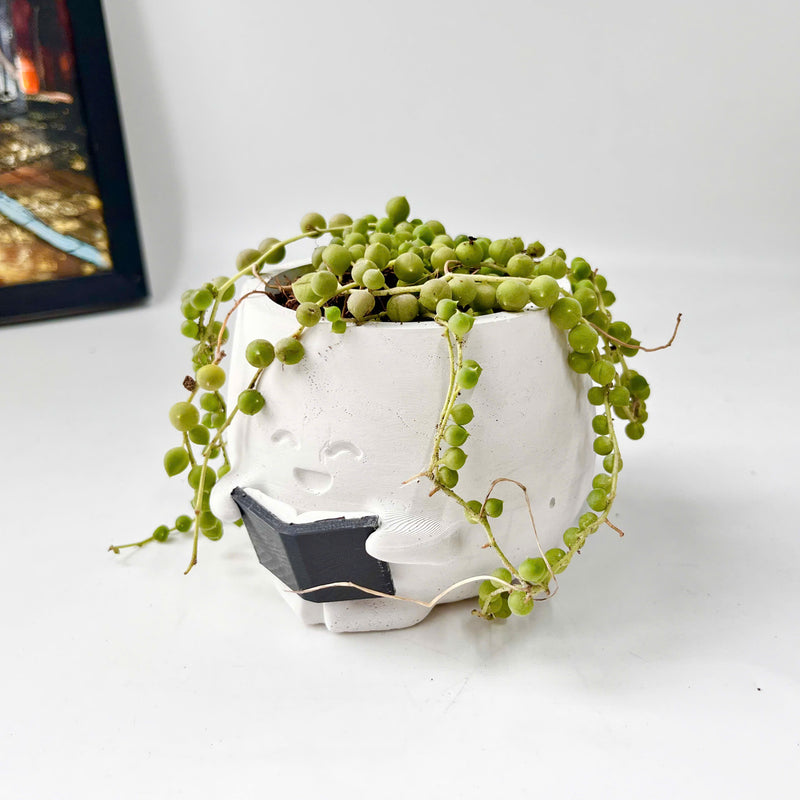 String Of Pearls (Senecio Rowleyanus) in Cheerful Reading Plant Pot