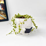 String Of Pearls (Senecio Rowleyanus) in Cheerful Reading Plant Pot