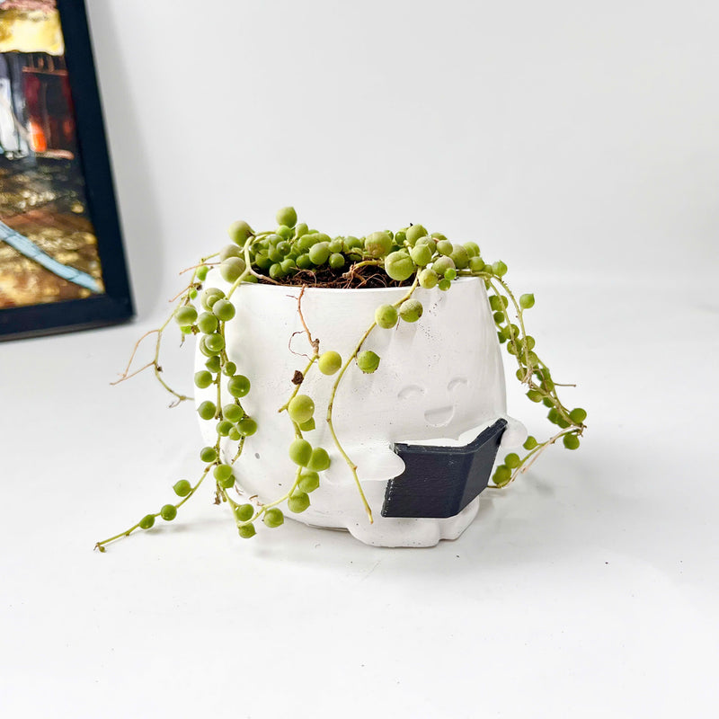 String Of Pearls (Senecio Rowleyanus) in Cheerful Reading Plant Pot