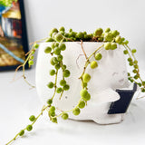 String Of Pearls (Senecio Rowleyanus) in Cheerful Reading Plant Pot